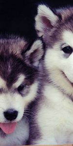 Puppies,Pair,Muzzle,Blue Eyed,Animals,Dogs,Couple,Cute