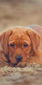 Puppy,Animals,Dog,Retriever,Labrador