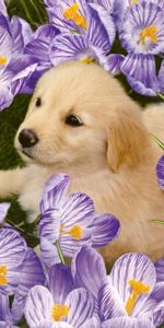 Animaux,Fleurs,Labrador,Chiot