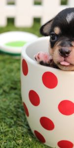 Puppy,Cup,Dog,Animals