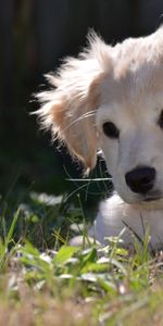 Perro,Animales,Naturaleza,Cachorro