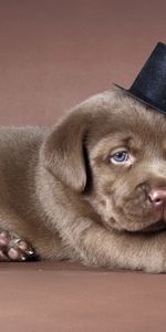 Chien,Labrador,Chapeau,Chiot,Animaux