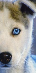 Additionner,Rauque,Yeux Bleus,Haska |,Aux Yeux Bleus,Enfant,Chiot,Animaux