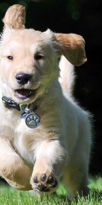 Animales,Collar,Cuello,Viento,Huir,Correr,Cachorro