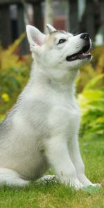 Perro,Animales,Husky Siberiano,Cachorro,Fondo