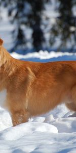 Puppy,Snow,Dog,Brown,Animals