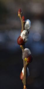 Pussy Willow,Verba,Flowers,Branch