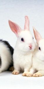 Rabbits,Animals