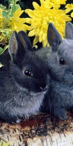 Rabbits,Animals