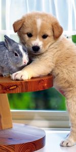 Lapins,Chiens,Animaux