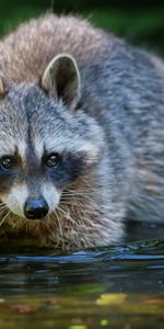 Raccoon,Animals,Water,Stroll,Animal