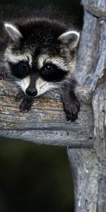 Raccoons,Animals