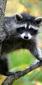 Raccoons,Animals