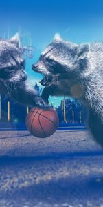 Ratons Laveurs,Animaux,Photoshop,Basket Ball