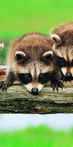 Raccoons,Tree,Animals,Wood,Branch,Family,Forest