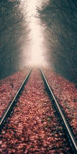 Rails,Dahl,Nature,Foliage,Autumn,Forest,Distance,Railway