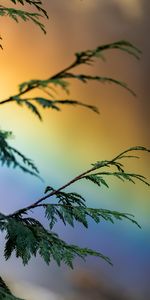 Rainbow,Miscellanea,Miscellaneous,Motley,Branch,Multicolored,Plant