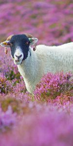 Ram,Animals,Flowers,Grass,Lilac