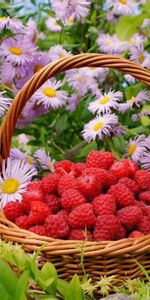 Raspberry,Basket,Berries,Flowers,Food