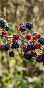 Raspberry,Berries,Blackberry,Branch,Food