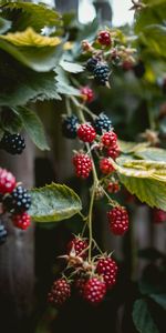 Raspberry,Berries,Branches,Food