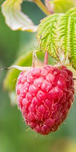 Raspberry,Berries,Macro,Branch,Fruit