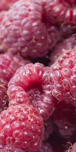 Raspberry,Berries,Ripe,Juicy,Food