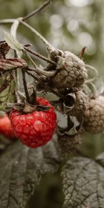 Framboise,Baies,Baie,Buisson,Nourriture