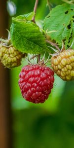 Raspberry,Bush,Macro,Berry