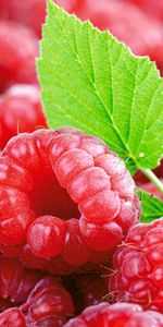 Framboise,Nourriture,Fruits