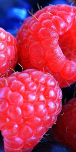 Framboise,Airelle Rouge,Nantier,Baie,Baies,Macro