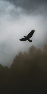 Raven,Trees,Fog,Dark,Bird