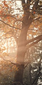 Rays,Beams,Tree,Branches,Nature,Leaves,Wood