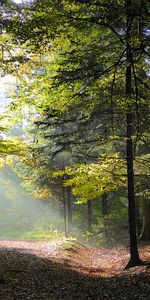 Rays,Nature,Trees,Beams,Forest,Autumn,Foliage