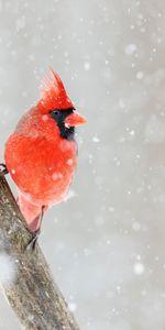 Cardenal Rojo,Animales,Nieve,Pájaro