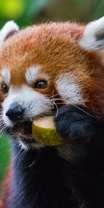 Panda Rojo,Panda Ardiente,Animales,Comida