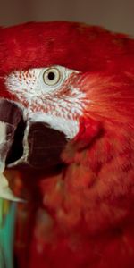 Red Parrot,Beak,Animals,Parrots