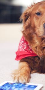 Redhead,Animals,Dog,Tablet