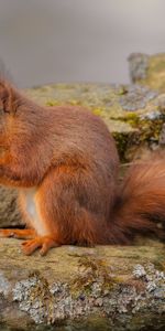 Redhead,Animals,Squirrel,Stones