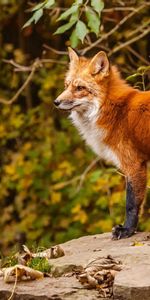 Roux,Fuligule À Tête Rouge,Un Renard,Automne,Renard,Animaux