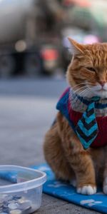 Redhead,Clothing,Beggar,Animals,Cat