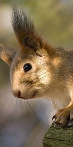 Redhead,Ears,Animals,Squirrel,Funny