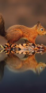 Reflection,Animal,Animals,Squirrel