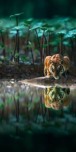 Reflection,Animals,Water,Big Cat,Wildlife,Tiger