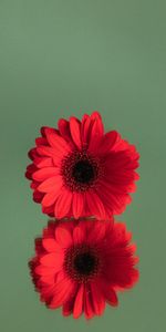 Reflection,Flower,Gerbera,Minimalism