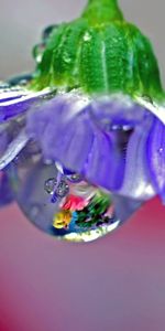 Reflection,Flower,Macro,Dew,Stem,Stalk,Drops