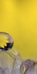 Reflexión,Flor,Macro,Una Gota,Soltar