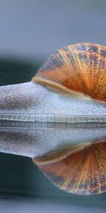 Macro,Caracol,Carapacho,Cáscara,Animales,Reflexión