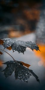 Reflection,Macro,Maple,Drops,Leaflet