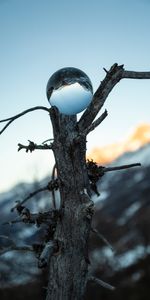 Réflexion,Bois,Arbre,Verre,Balle,Ballon,Divers